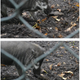 Video stills shows Priscilla using a piece of bark to dig a hole.